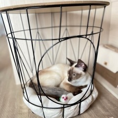目がブルーなシャム猫っぽい猫ちゃん🐈