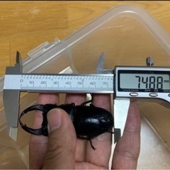 【】能勢YG血統　24年羽化 オオクワガタ 成虫ペア2セット(雄...