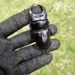 【取引中】オオクワガタ　宮崎産　ペアの画像