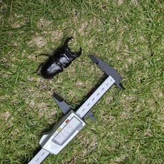 【取引中】オオクワガタ　宮崎産　ペアの画像