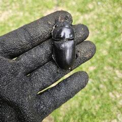 【取引中】オオクワガタ　宮崎産　ペアの画像