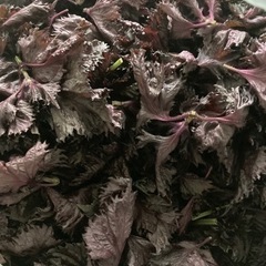 【碧南産】赤紫蘇お譲りします。の画像
