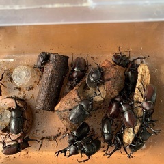 カブト虫の画像