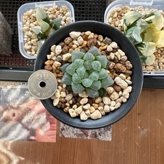 オブツーサ