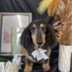 犬友達募集します！！🐶 - 福山市