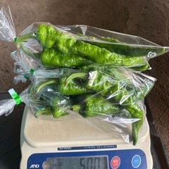 採れたて　青唐辛子　500g