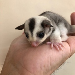 フクロモモンガモザイク(ホワイトテール)男の子お迎え募集！