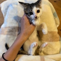 キジ白　2ヶ月くらいの男の子②