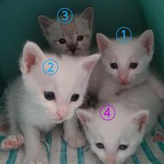 問い合わせ多数の為、一時募集中止  生後1ヶ月弱の子猫