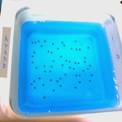 サファイア💐（卵）２５+α=【 計３６個 】+ゾウリムシ（⒊L)3,000ml／他、メダカ卵.有り.の画像
