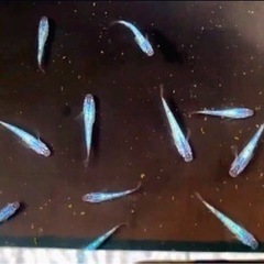 サファイア💐（卵）２５+α=【 計３６個 】+ゾウリムシ（⒊L)3,000ml／他、メダカ卵.有り.の画像