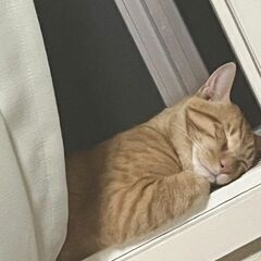 里親募集