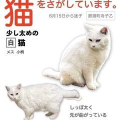 白猫を探しています
