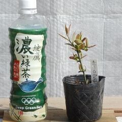 ブルーベリーの苗木2株～配布 #33