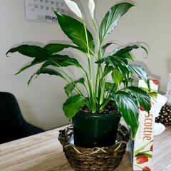 観葉植物