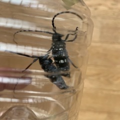 無事に里親様にお渡しできました♡ゴマダラカミキリ　雄雌セット