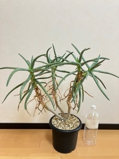 アロエ•ラモシシマ