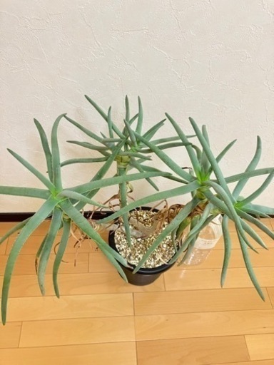 アロエ•ラモシシマ