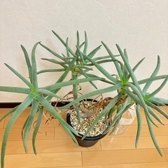 アロエ•ラモシシマの画像