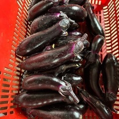 先ほど収穫したキュウリとナスを差し上げます