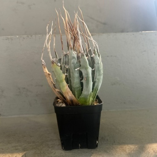 アガベ  エボリスピナ