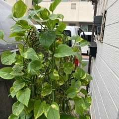 観葉植物　ポトスタワー
