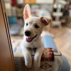 白いとクリーム色の子犬の女の子