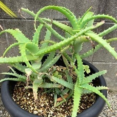 アロエ