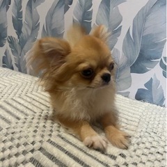 1歳！チワワの男の子