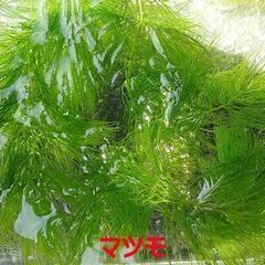 水槽のお供に　マツモ１０本　１００円で