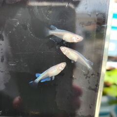メダカ　龍の瞳