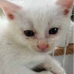 【募集終了】子猫の里親さん募集②