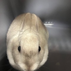 ミニウサギ