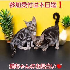 里親募集中！生後3ヵ月アメショ♂・足長マンチカン♂シルバータビー...