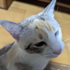 かわいい5兄弟　三毛　女のコ