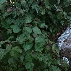 芳香裏赤しそ。1ｋｇ。無農薬で安心です🌱