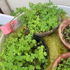 水草 パールグラスハート