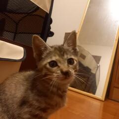 里親募集お願いします
