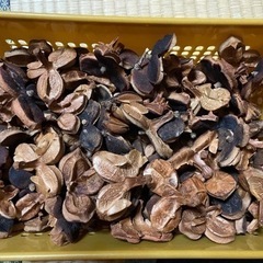 椿の殻 煮沸消毒済 ハンドメイドに
