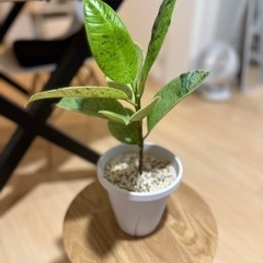 フィカス・ジン 観葉植物 ゴムの木　生活雑貨 家庭用品 ガーデニング