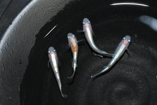お買い得メダカ　ダイアナ　若魚４匹！