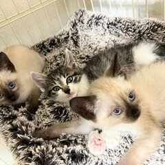 in春日井市☆子猫が沢山！保護猫をオウチに迎えよう☆2024年6...