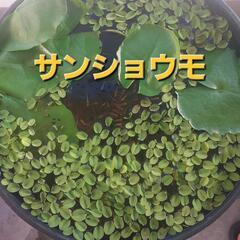 水草　サンショウモ