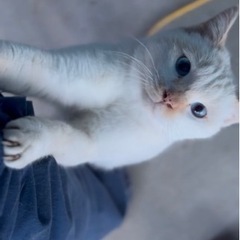 人間大好きな猫ちゃん - 伊勢崎市