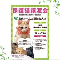 7/6（土）島忠ホームズ草加舎人店保護猫譲渡会