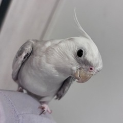 【里親様決まりました。】オカメインコ６才♂【口笛・おしゃべり】