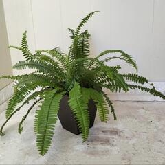 タマシダ🌿植物