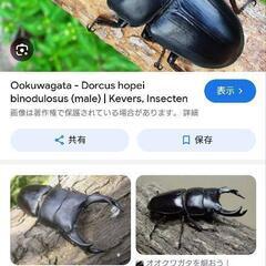 オオクワガタ又はヘラクレス