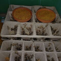 ヨーロッパイエコオロギ・イエコML　100匹くらい