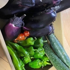 無農薬夏野菜セット